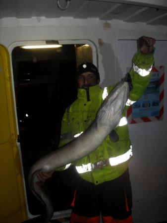 25 lb Conger Eel by Unknown