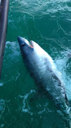 200 lb Porbeagle by Mark