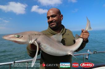 16 lb Starry Smooth-hound by Phil