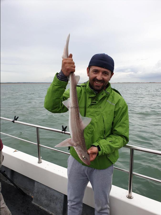 6 lb Starry Smooth-hound by Bob Marshall