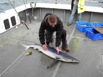 45 lb Blue Shark by Unknown