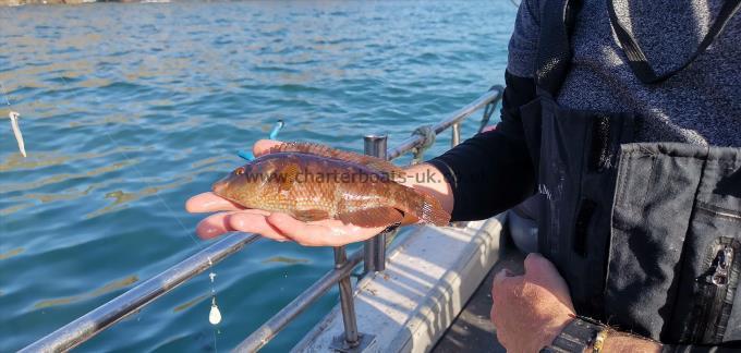 12 oz Corkwing Wrasse by scott gibson