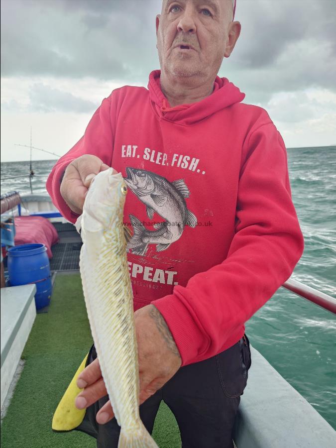 2 lb Greater Weever by Rob