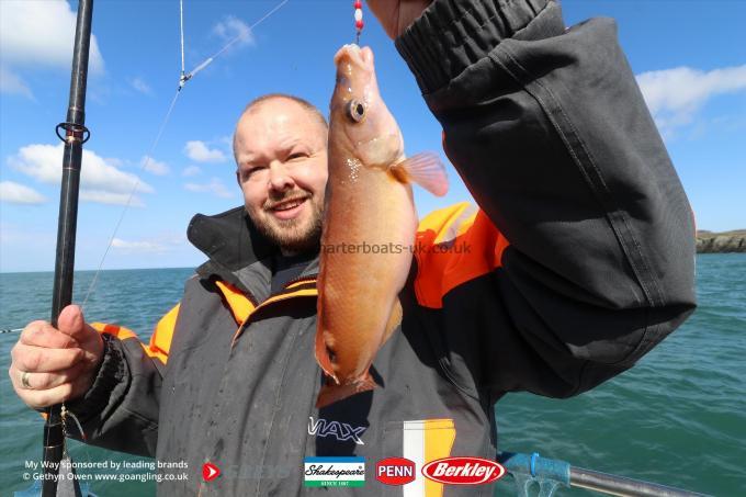 1 lb Cuckoo Wrasse by John