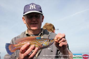 2 lb Cuckoo Wrasse by Peter