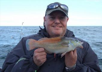 1 lb 12 oz Cuckoo Wrasse by Paul The Power Milkins