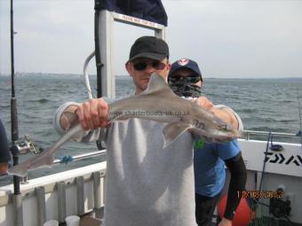 5 lb Smooth-hound (Common) by Unknown