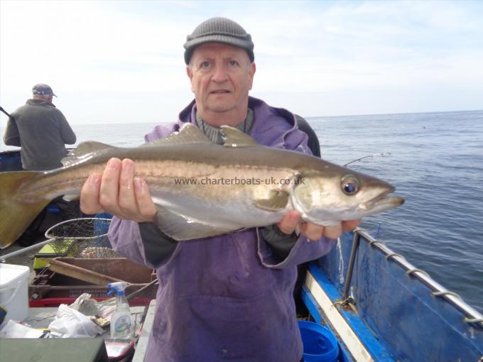 7 lb 1 oz Pollock by one of many caught by paul