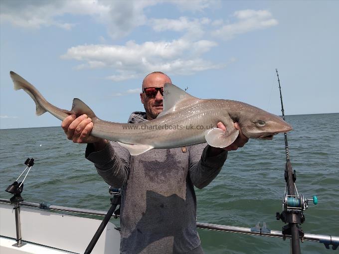 12 lb Starry Smooth-hound by matt