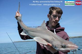 7 lb Starry Smooth-hound by Darius
