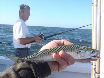 1 lb Mackerel by mark crame