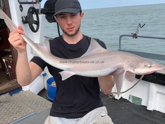 10 lb Smooth-hound (Common) by Unknown