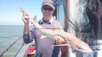 5 lb 2 oz Starry Smooth-hound by Tom from London