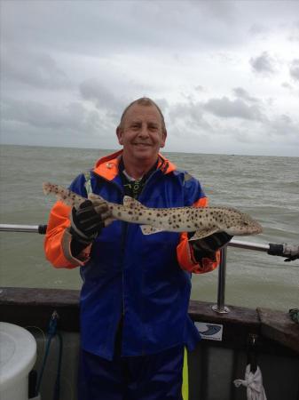 3 lb Bull Huss by Matt`s Sheppey Boys