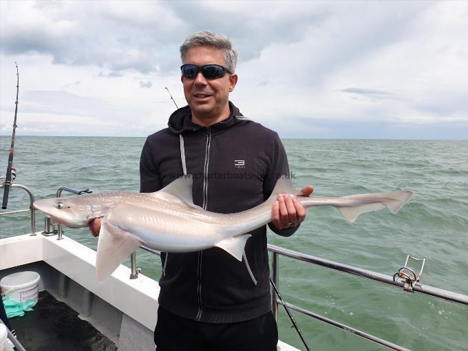 8 lb Starry Smooth-hound by Bob Marshall