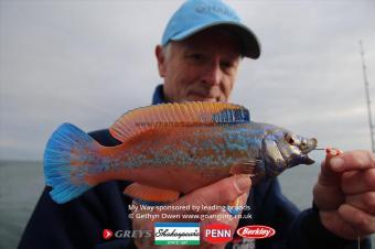 1 lb 8 oz Cuckoo Wrasse by Mark