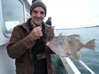 3 lb Trigger Fish by Unknown