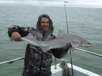 2 oz Smooth-hound by Unknown