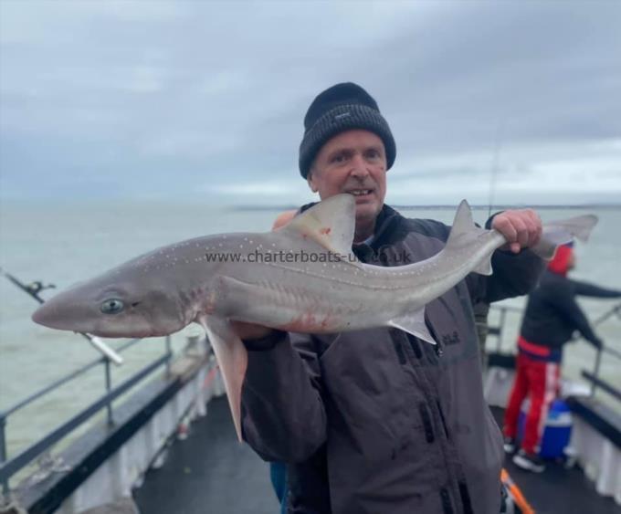 11 lb Starry Smooth-hound by Unknown