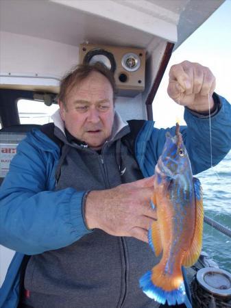 1 lb 5 oz Cuckoo Wrasse by Unknown