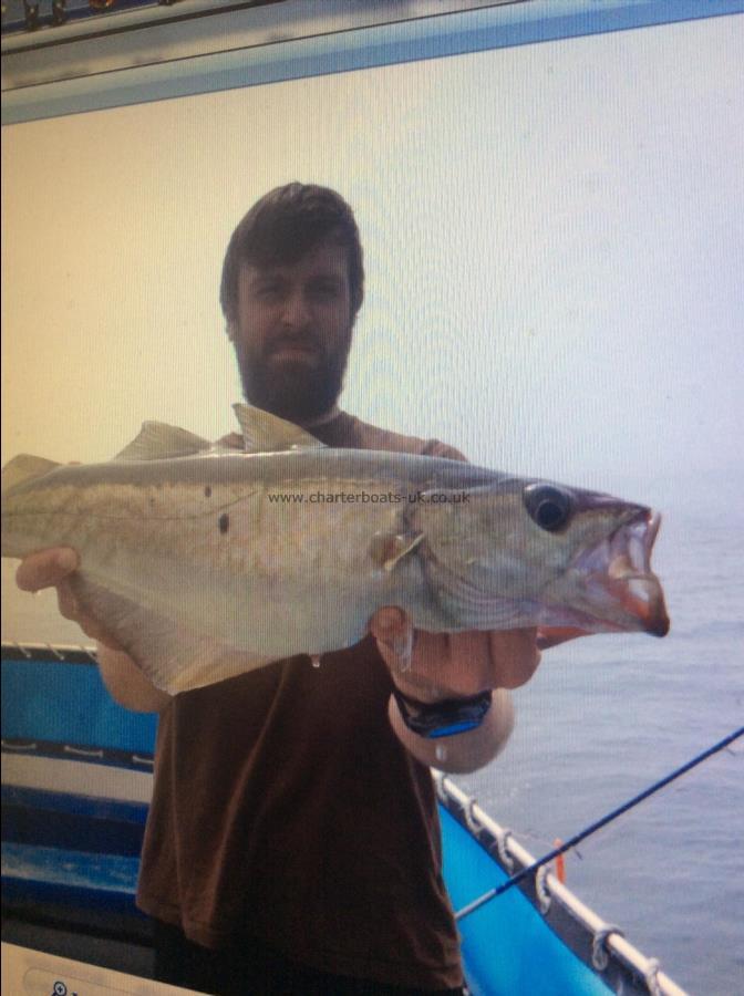 7 lb Pollock by Caught by matthew