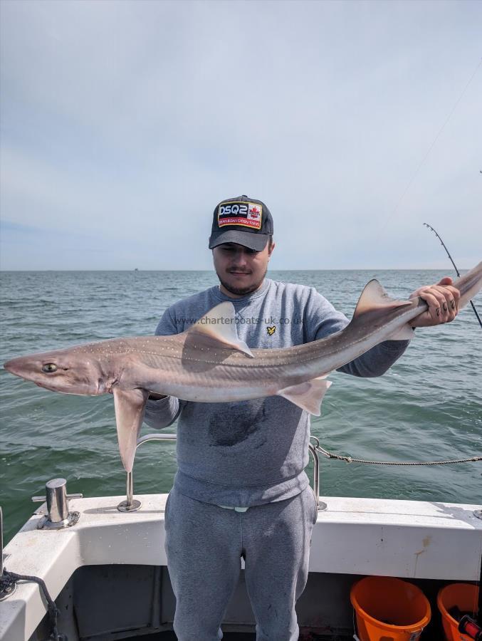 14 lb 2 oz Starry Smooth-hound by Patrick