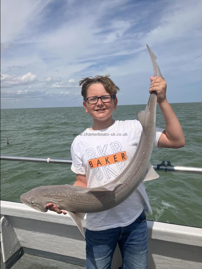 15 lb Smooth-hound by Unknown