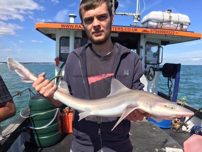 6 lb Smooth-hound (Common) by Unknown