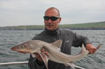13 lb Starry Smooth-hound by Pete