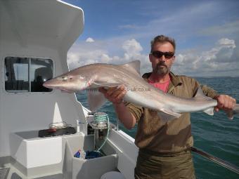 11 lb Starry Smooth-hound by Unknown