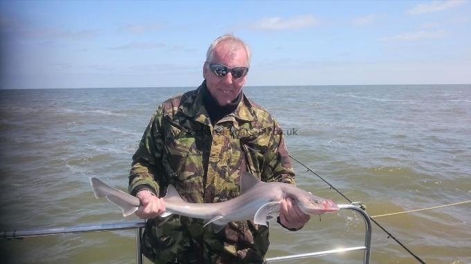 8 lb 8 oz Starry Smooth-hound by Bob Marshall