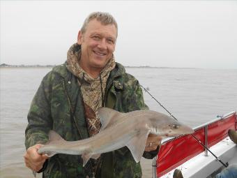 4 lb 5 oz Starry Smooth-hound by Carl