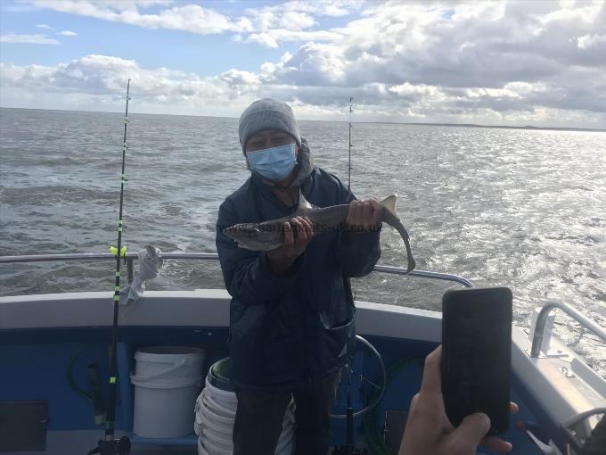 3 lb Smooth-hound by Chen