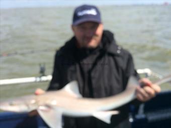 4 lb Smooth-hound by Unknown