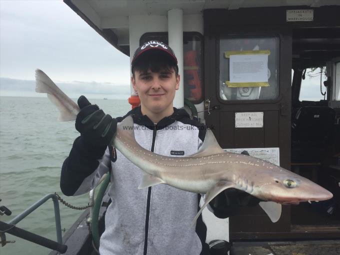 7 lb Starry Smooth-hound by Unknown