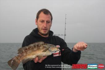 2 lb Ballan Wrasse by Mark