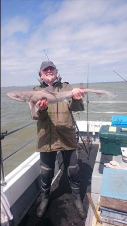 7 lb 8 oz Smooth-hound (Common) by Bob Marshall