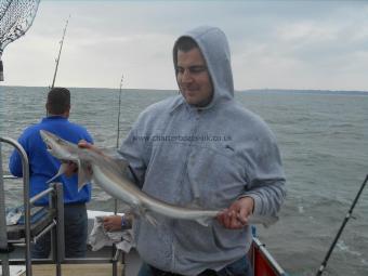 4 lb 5 oz Starry Smooth-hound by Pawel