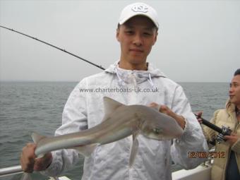 4 lb Smooth-hound (Common) by Unknown