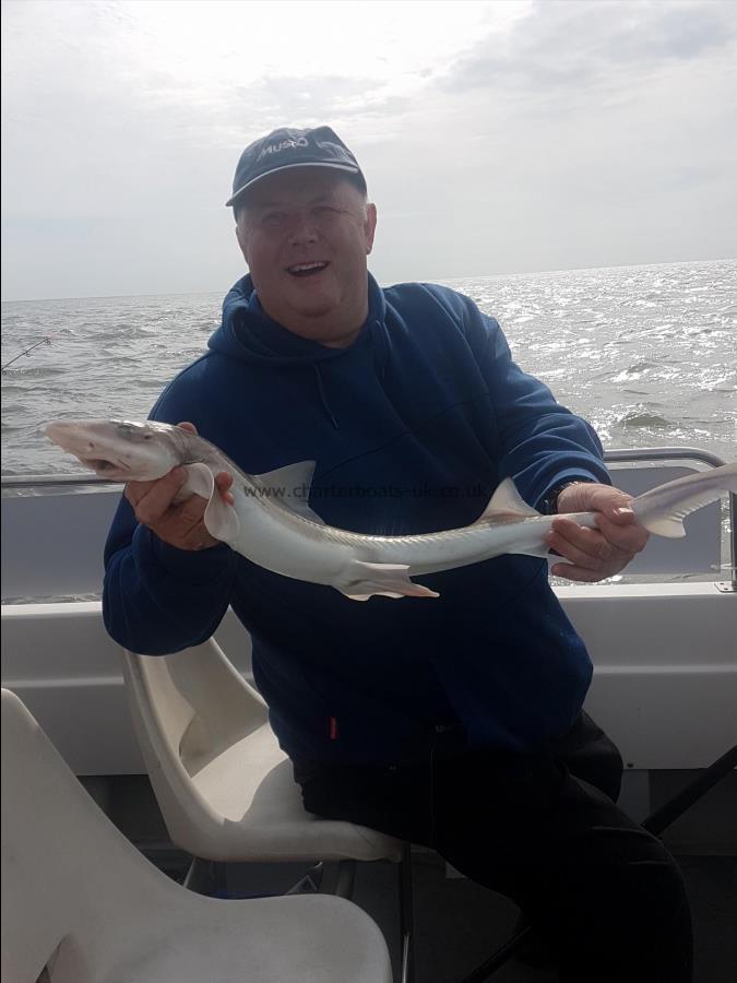 4 lb Starry Smooth-hound by Stuart