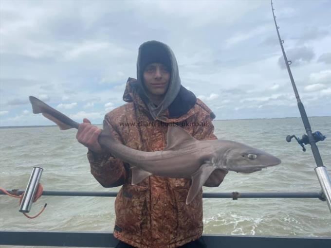 9 lb Smooth-hound by Unknown