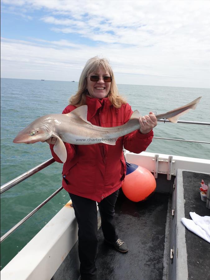 12 lb Smooth-hound (Common) by Bob Marshall