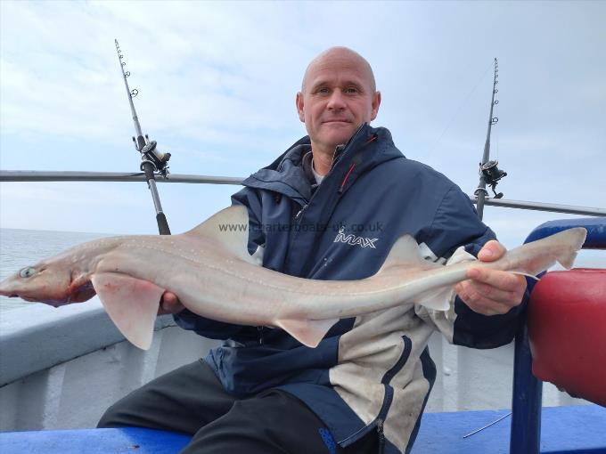 7 lb Starry Smooth-hound by Nigel