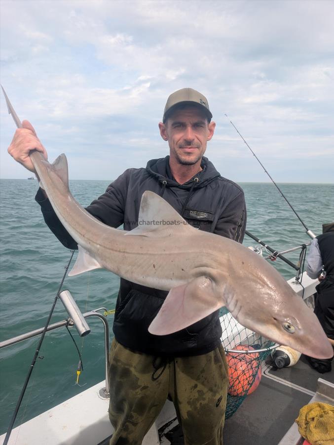 16 lb Starry Smooth-hound by Lewis