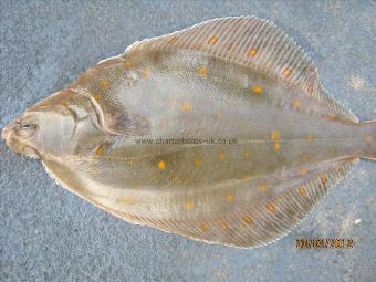 1 lb 6 oz Plaice by Unknown