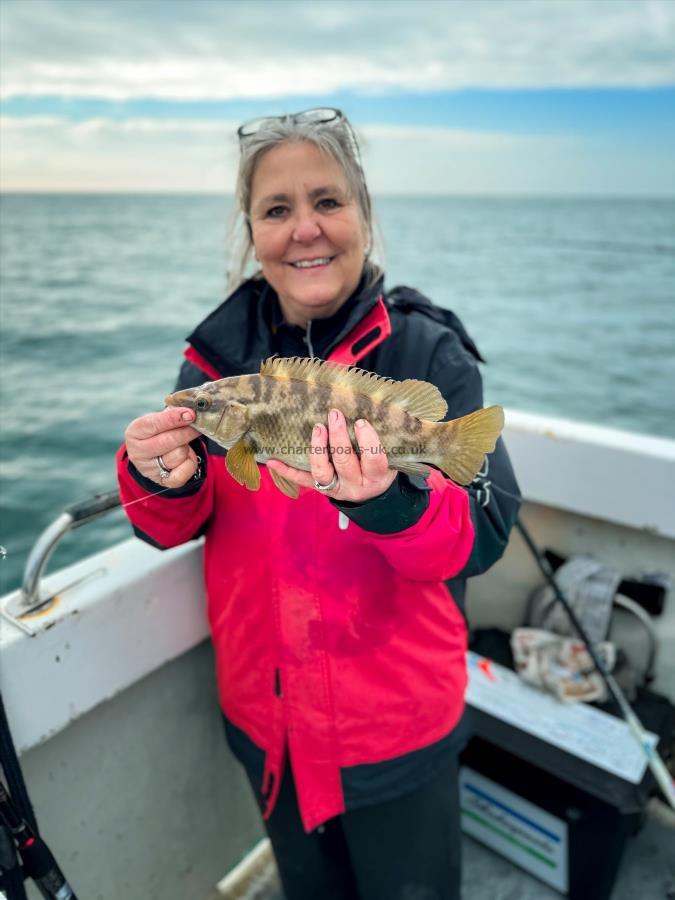 1 lb Ballan Wrasse by Lisa McNally