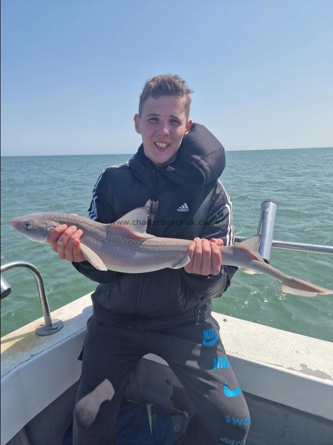 5 lb Smooth-hound (Common) by Harry