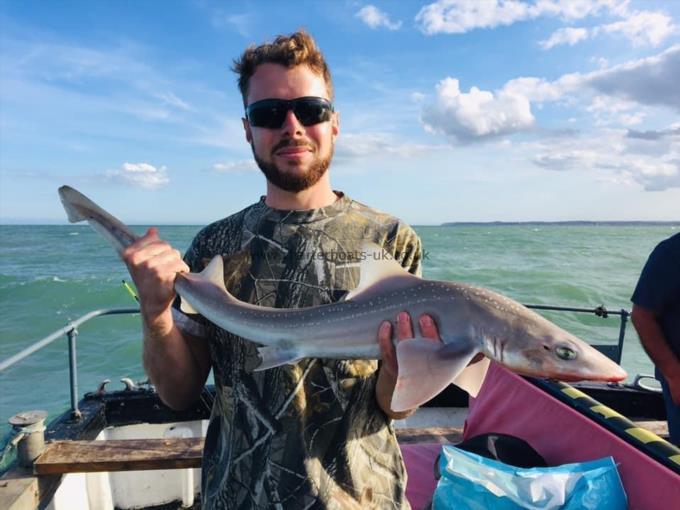 6 lb Starry Smooth-hound by Unknown