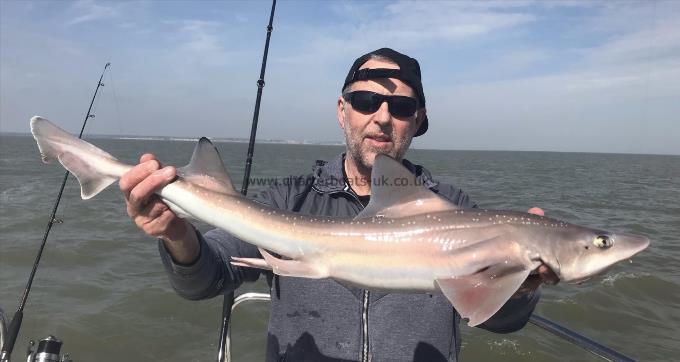 7 lb Smooth-hound (Common) by Unknown