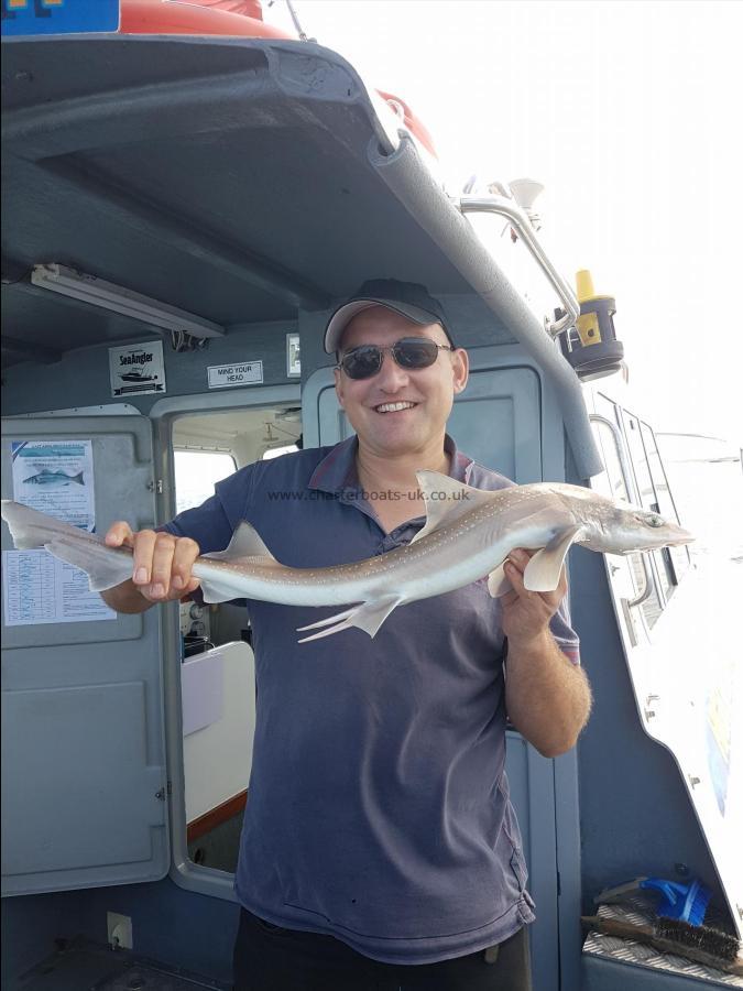 4 lb Starry Smooth-hound by matt